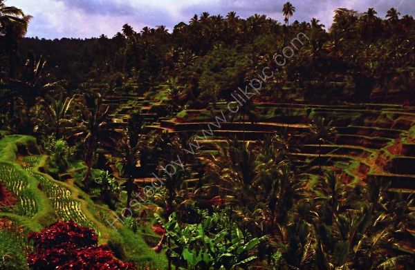 Balinese Countryside, Bali